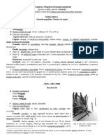 LP 2 Biol. FR P 1 - Ncreng - Tura Pinophyta