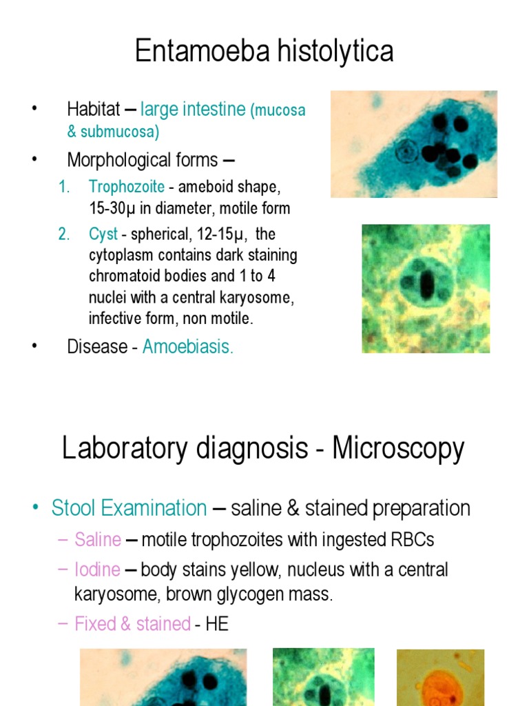 Entamoeba histolytica Overview and Diagnosis | PDF | Foreign Language ...