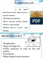 Genus Balantidium Coli