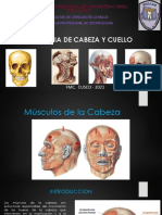 5. Musculos de la cabeza (examen)