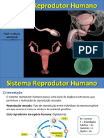 Sistema Reprodutor (2)