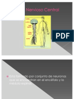 Sistema Nervioso Central