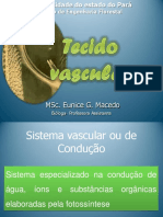 Tecido Vascular