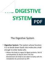 The Digestive System