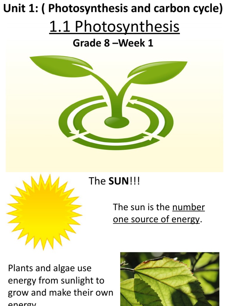 Photosynthesis Basics for Grade 8 | PDF | Photosynthesis | Plants