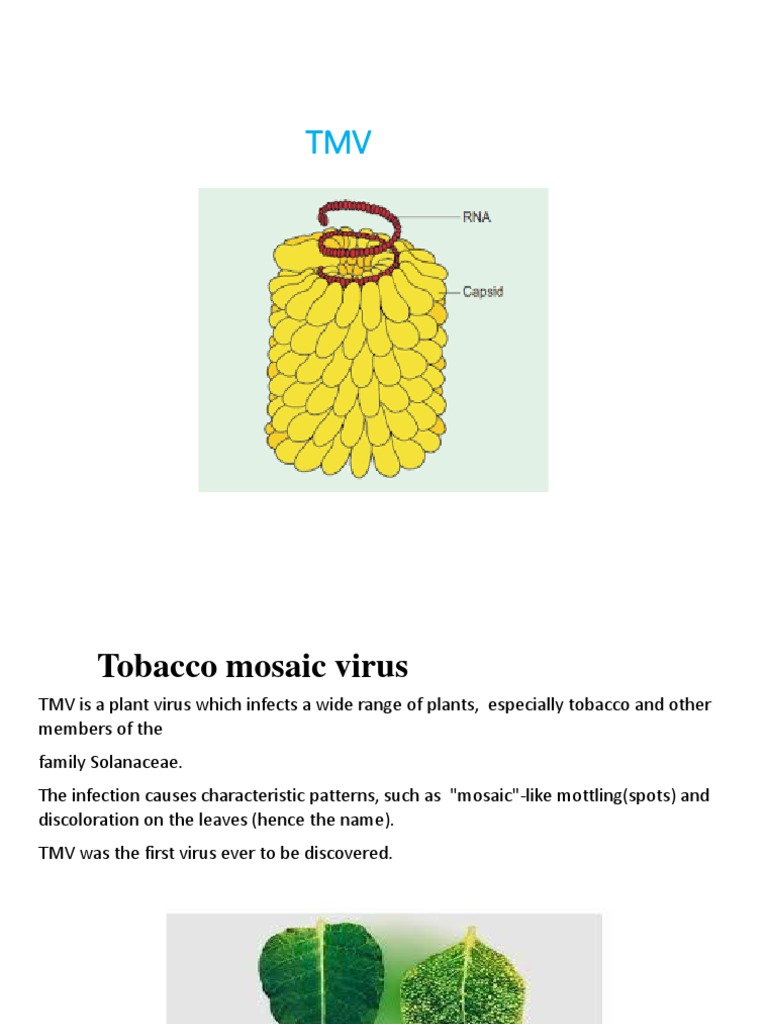 does tobacco grow in the uk Help growing tobacco, everything you need to know