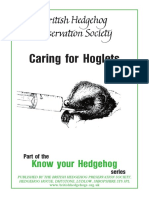 Caring For Hoglets: Know Your Hedgehog