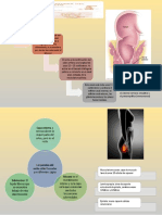 ANATOMIA RECTAL