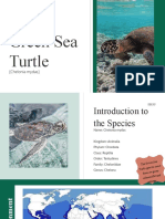 Evolution of The Green Sea Turtle