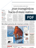 Migran transgénicos hacia el maíz nativo