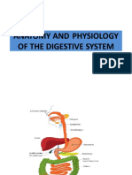 Anatomy and Physiology of The Digestive System