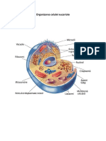 anatomie