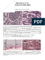 PRÁCTICA #15. Excretor. Ejercicios