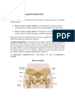 Anatomía de La Pelvis Femenina