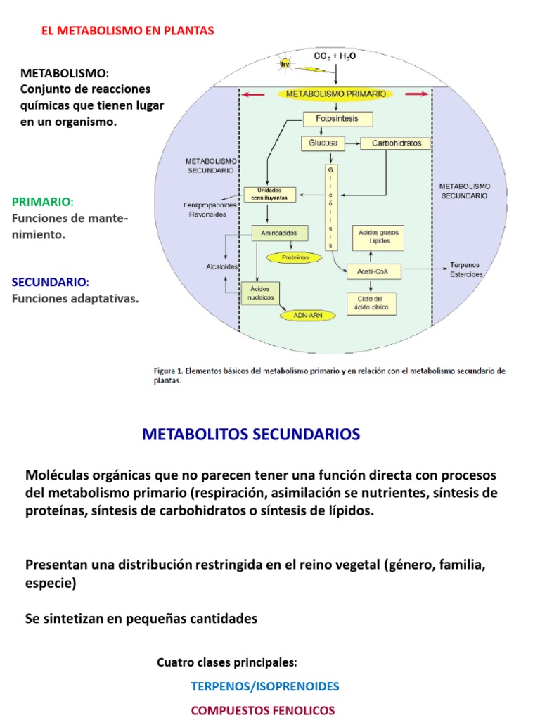 4.1 Metabolitos Secundarios en Plantas | PDF