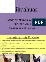 Chihuahuas: Made By: Brittany Daniel April 28, 2011 Class Period: 3 Period