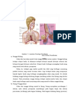 ANATOMI DAN FISIOLOGI SISTEM PERNAFASAN