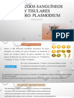 Microbiologia Plasmodium