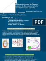 Ciclo y Diferenciacion Celular