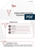 Endocrine System: Feedback Loop