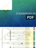 04 Straminopiles