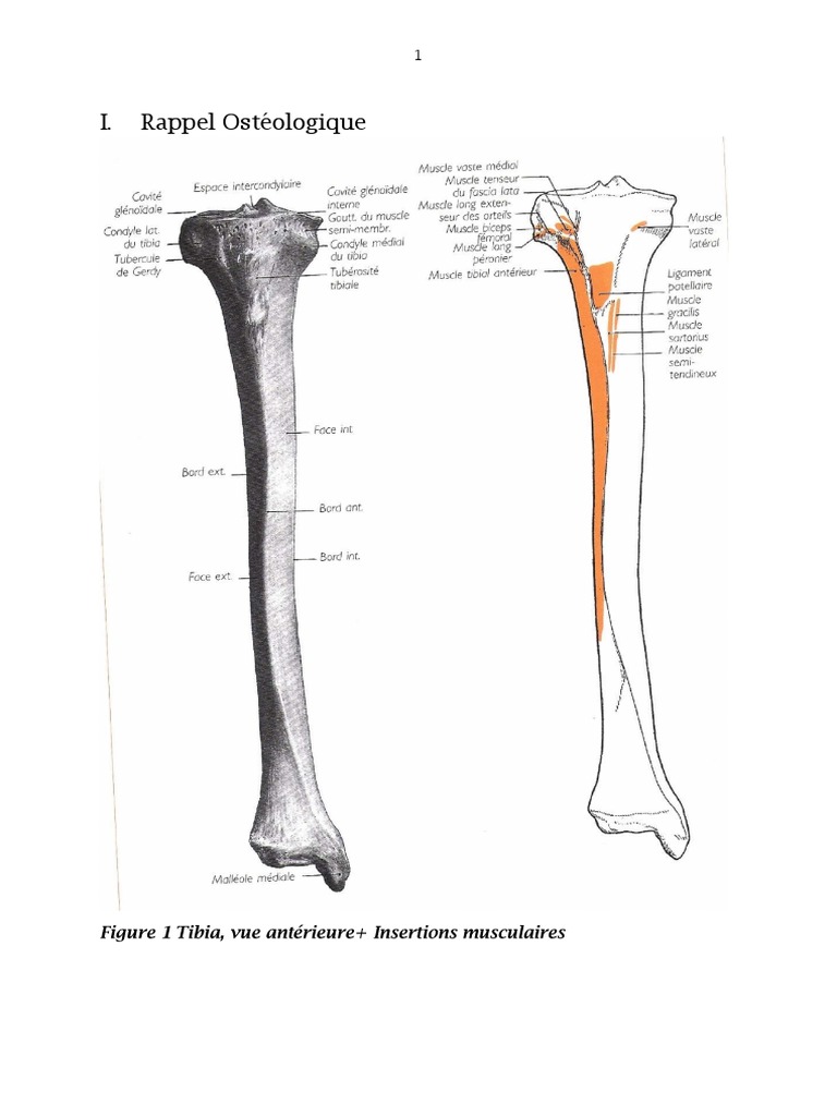 Anatomie du tibia et vascularisation | PDF | Jambe humaine | Anatomie