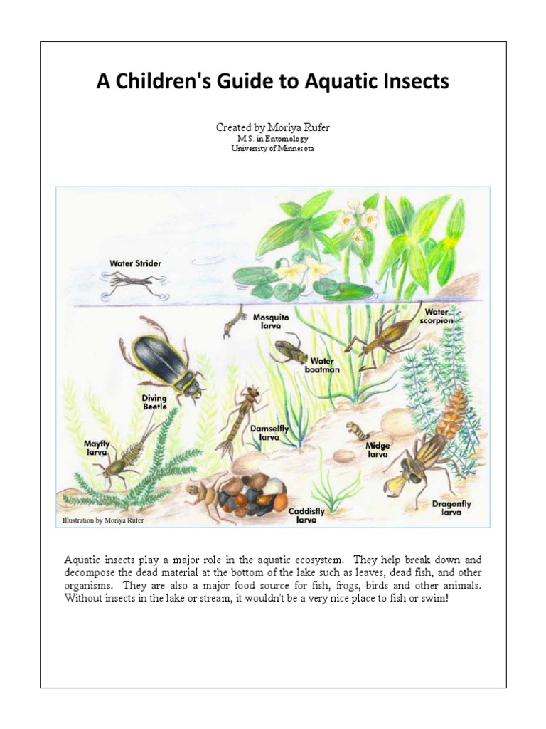 Children's Guide to Aquatic Insects | PDF | Mosquito | Fly