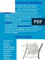 Sistema Circulatorio