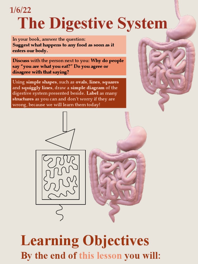 The Digestive System in Your Book, Answer The Question PDF