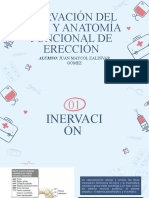 Inervacion Del Pene-Anatomia Funcional de Ereccion