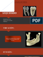 Primer Molar Izquierdo