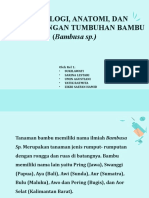 Morfologi, Anatomi, Dan Perkembangan Tumbuhan Bambu