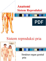 Sistem Reproduksi Pria dan Wanita