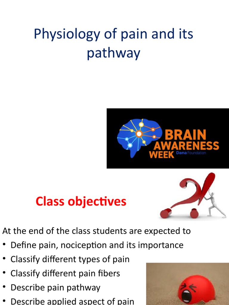 Pain Pathway Physiology Overview | PDF | Pain | Stimulus (Physiology)