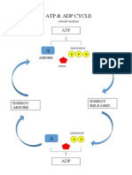 Atp Adp