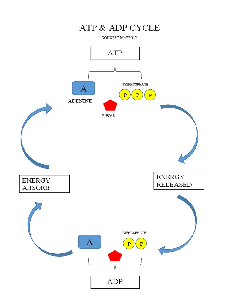 ATP and ADP Energy Cycle Explained | PDF