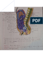 Cavidad Peritoneal y Peritoneo (Zago)