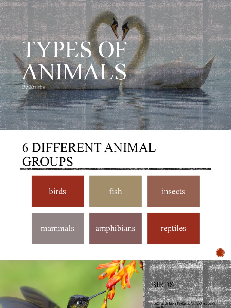 Overview of Animal Types and Groups | PDF