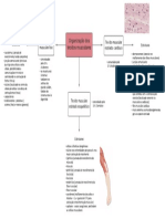 Organização Do Tecido Muscular