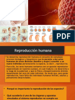 Diapositiva Reproduccion Humana