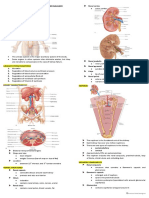 Chapter 18: Urinary System and Fluid Balance: TH RD