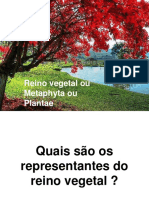 Reino vegetal: Briófitas, Pteridófitas, Gimnospermas e Angiospermas