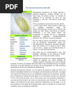 Download Paramecium Bursaria Chlorella by DANNYUCHIHA SN55178646 doc pdf