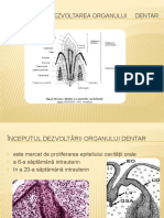 DEZVOLTAREA Dintelui