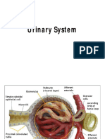Urinary System Anatomy