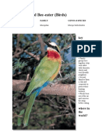 White Fronted Bee Eater (Birds)