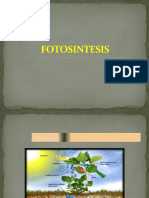 Fotosintesis M