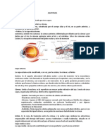 Anatomia Globo Ocular