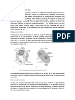 Características Generales de Las Algas