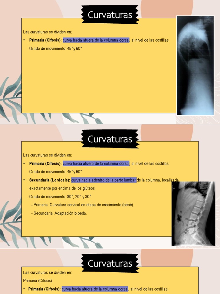 Curvaturas de la Columna Vertebral | PDF